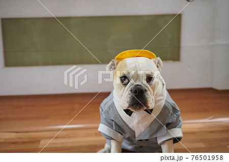 犬 ブルドッグ　入学式　1年生  ランドセル　写真 76501958