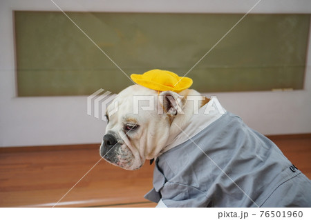 犬 ブルドッグ　入学式　1年生  ランドセル　写真 76501960