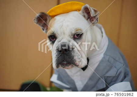 犬 ブルドッグ　入学式　1年生  ランドセル　写真 76501962