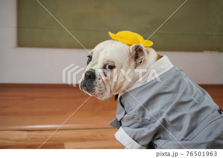 犬 ブルドッグ　入学式　1年生  ランドセル　写真 76501963