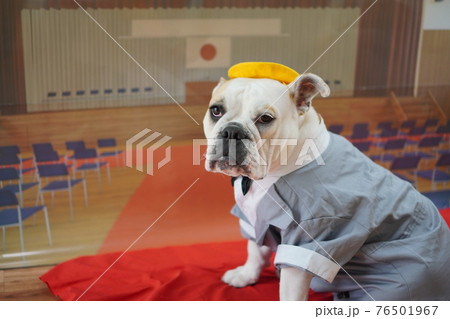 犬 ブルドッグ 入学式 1年生 ランドセル 写真 犬 ブルドッグ 入学式 1年生 ランドセル 写真 76501967