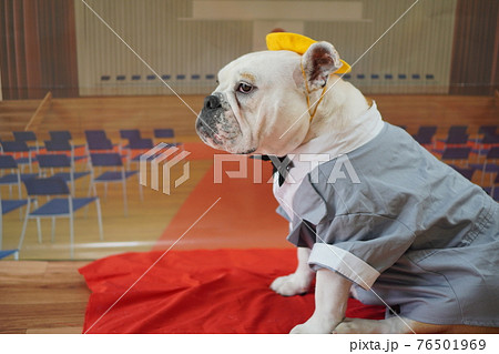犬 ブルドッグ 入学式 1年生 ランドセル 写真 犬 ブルドッグ 入学式 1年生 ランドセル 写真 76501969