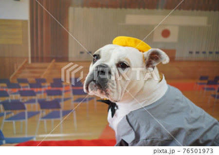犬 ブルドッグ 入学式 1年生 ランドセル 写真 犬 ブルドッグ 入学式 1年生 ランドセル 写真 76501973