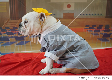 犬 ブルドッグ 入学式 1年生 ランドセル 写真 犬 ブルドッグ 入学式 1年生 ランドセル 写真 76501975