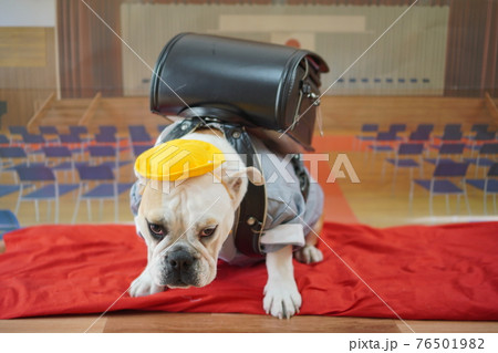 犬 ブルドッグ　入学式　1年生  ランドセル　写真 76501982