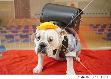 犬 ブルドッグ 入学式 1年生 ランドセル 写真 犬 ブルドッグ 入学式 1年生 ランドセル 写真 76501984