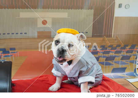 犬 ブルドッグ 入学式 1年生 ランドセル 写真 犬 ブルドッグ 入学式 1年生 ランドセル 写真 76502000