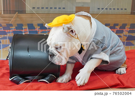 犬 ブルドッグ 入学式 1年生 ランドセル 写真 犬 ブルドッグ 入学式 1年生 ランドセル 写真 76502004