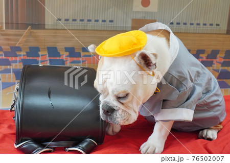 犬 ブルドッグ 入学式 1年生 ランドセル 写真 犬 ブルドッグ 入学式 1年生 ランドセル 写真 76502007
