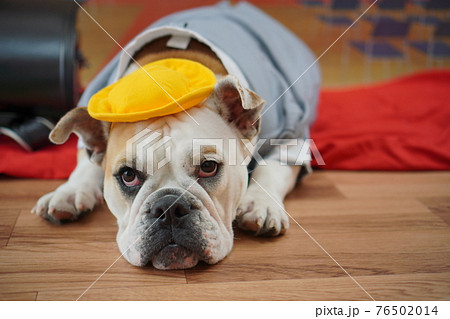 犬 ブルドッグ 入学式 1年生 ランドセル 写真 犬 ブルドッグ 入学式 1年生 ランドセル 写真 76502014