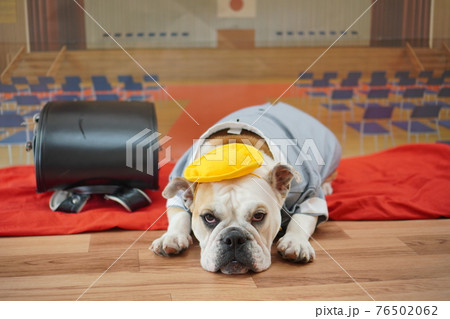 犬 ブルドッグ　入学式　1年生  ランドセル　写真 76502062