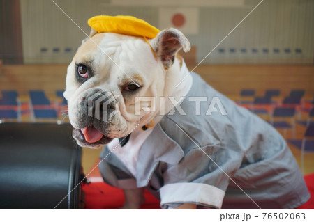 犬 ブルドッグ　入学式　1年生  ランドセル　写真 76502063