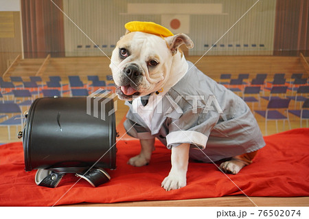 犬 ブルドッグ　入学式　1年生  ランドセル　写真 76502074