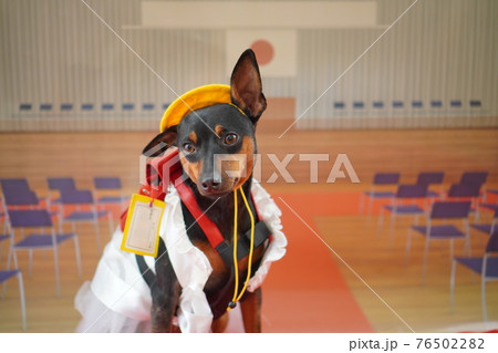 犬 ミニチュアピンシャー 入学式 1年生 ランドセル 写真 犬 ミニチュアピンシャー 入学式 1年生 ランドセル 写真 76502282