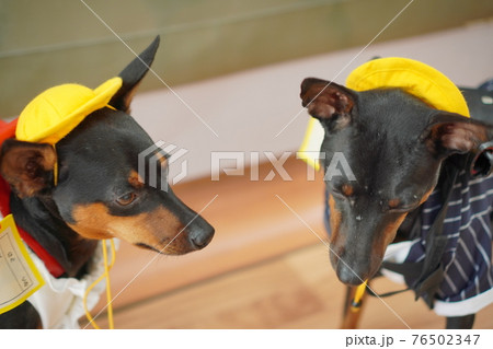 犬 ミニチュアピンシャー　入学式　1年生  ランドセル　写真 76502347