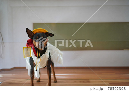犬 ミニチュアピンシャー　入学式　1年生  ランドセル　写真 76502398