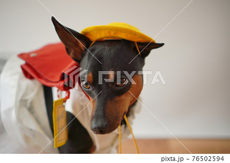 犬 ミニチュアピンシャー 入学式 1年生 ランドセル 写真 犬 ミニチュアピンシャー 入学式 1年生 ランドセル 写真 76502594