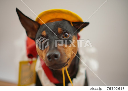 犬 ミニチュアピンシャー　入学式　1年生  ランドセル　写真 76502613