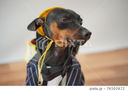 犬 ミニチュアピンシャー　入学式　1年生  ランドセル　写真 76502672