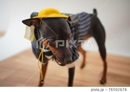 犬 ミニチュアピンシャー　入学式　1年生  ランドセル　写真 76502678