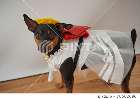 犬 ミニチュアピンシャー　入学式　1年生  ランドセル　写真 76502696