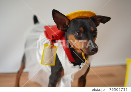 犬 ミニチュアピンシャー　入学式　1年生  ランドセル　写真 76502735