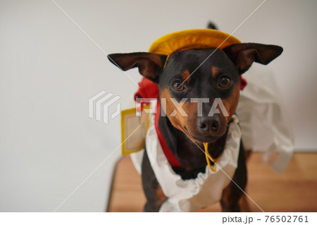 犬 ミニチュアピンシャー　入学式　1年生  ランドセル　写真 76502761