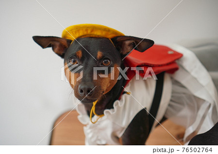犬 ミニチュアピンシャー　入学式　1年生  ランドセル　写真 76502764