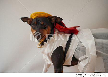 犬 ミニチュアピンシャー　入学式　1年生  ランドセル　写真 76502769