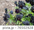 紫の花の群れ 76502928