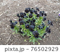 紫の花の群れ 76502929