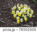 黄色い花の群れ 76502930