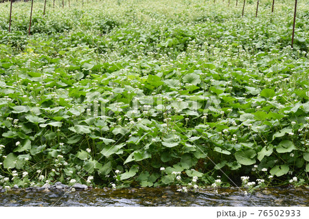 ワサビ田 76502933