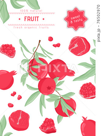 Pomegranate fruits on branch with leaves and grains vector hand drawn card template. Fresh pomegranates. 76502970