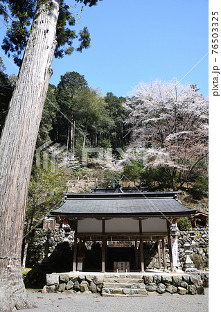 万葉の気配を感じる『桜木神社』 76503325