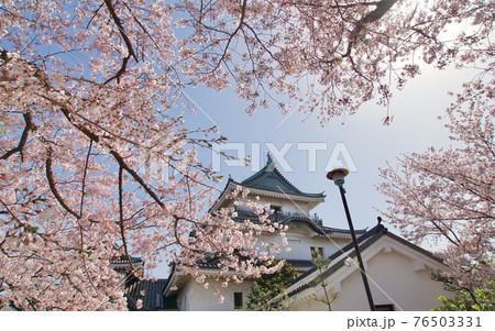 満開の桜と和歌山城天守閣　和歌山城公園　和歌山県和歌山市 76503331