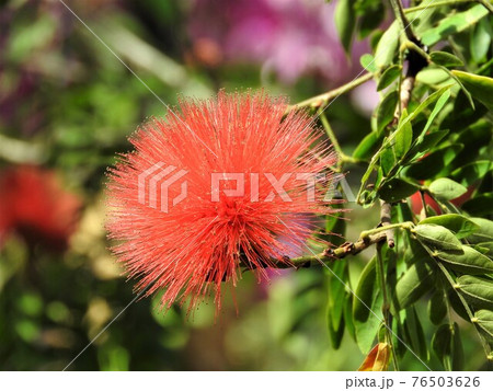 キャリアンドラ(オオベニゴウカン) キャリアンドラ(オオベニゴウカン) 76503626