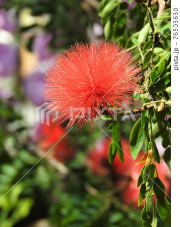 キャリアンドラ(オオベニゴウカン) キャリアンドラ(オオベニゴウカン) 76503630