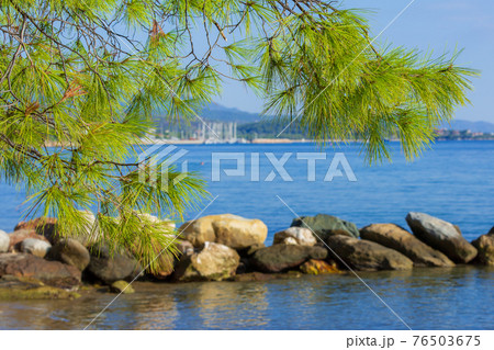 Pine forest tree by the sea in Halkidiki, Greece 76503675