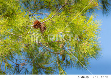 Pine forest tree and blue sky in Halkidiki, Greece 76503676