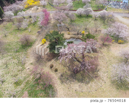 弁天さんのしだれ桜 弁天さんのしだれ桜 76504018