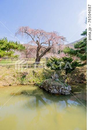 弁天さんのしだれ桜 弁天さんのしだれ桜 76504087