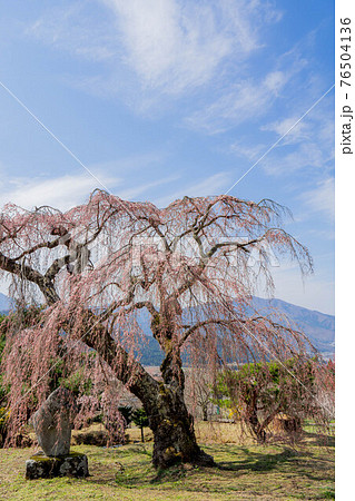 弁天さんのしだれ桜 76504136
