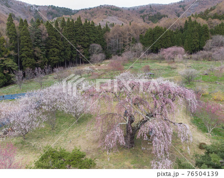 弁天さんのしだれ桜 76504139