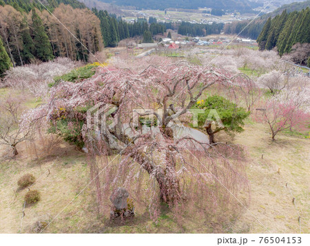 弁天さんのしだれ桜 76504153