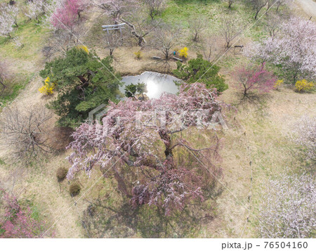 弁天さんのしだれ桜 76504160