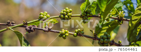 Coffee tree blossom with white color flower close up view BANNER, LONG FORMAT 76504461