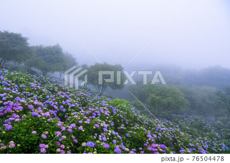 （埼玉・美の山公園）霧の中、山肌を飾る満開の紫陽花 76504478