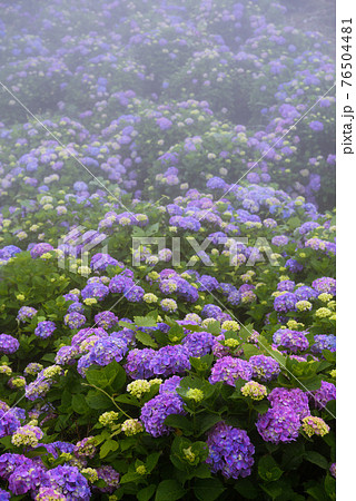 霧の中に咲く満開の紫陽花 埼玉 美の山公園 の写真素材