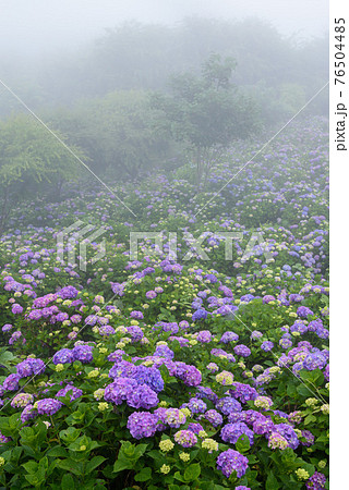 埼玉 美の山公園 霧の中に咲く満開の紫陽花の写真素材